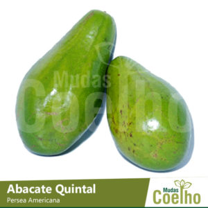 Abacate Quintal