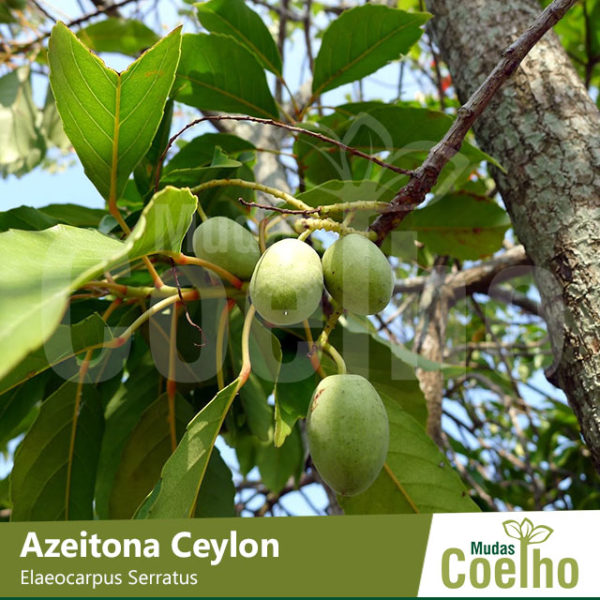Azeitona Ceylon