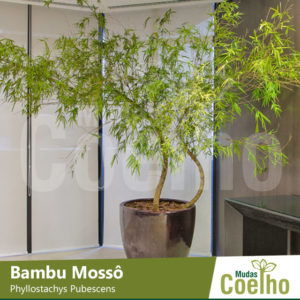 Bambu Mossô
