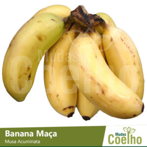 Banana Maça