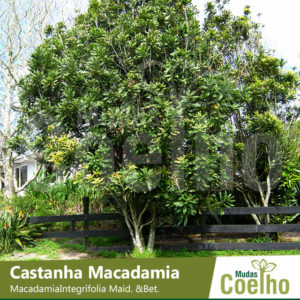 Castanha Macadamia