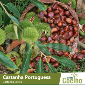 Castanha Portuguesa