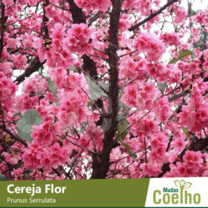 Cereja Flor