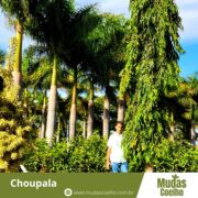 Choupala