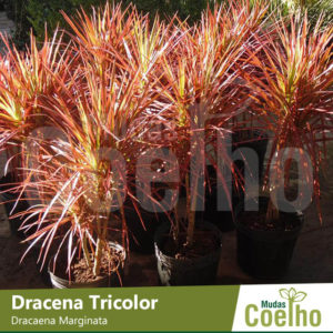 Dracena Tricolor