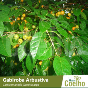 Gabiroba Arbustiva