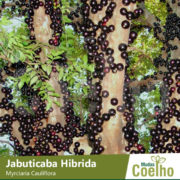 Jabuticaba Hibrida