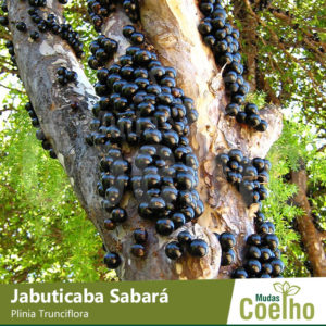 Jabuticaba Sabará