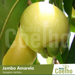 Jambo Amarelo