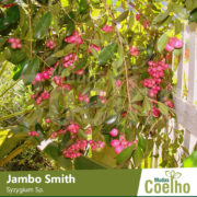 Jambo Smith