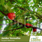 Jambo Vermelho