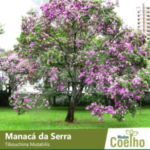 Manacá da Serra