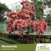 Mussaenda