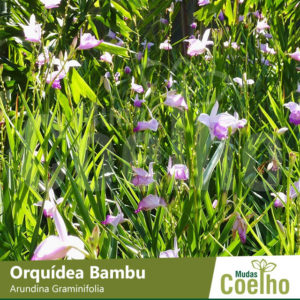 Orquídea Bambu
