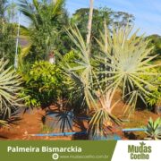 Palm Bismarckia