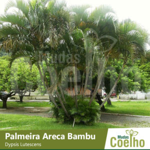 Palmeira Areca Bambu