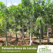 Palmeira Areca de Locuba