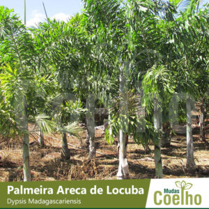 Palmeira Areca de Locuba