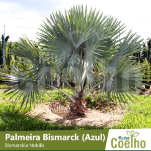 Palmeira Bismarck (Azul)