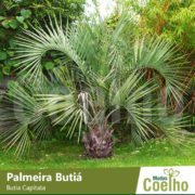 Palmeira Butiá