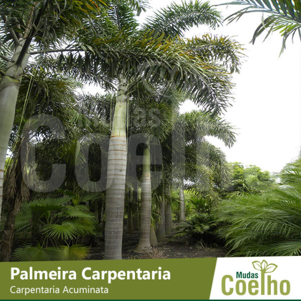 Palmeira Carpentaria