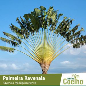 Palmeira Ravenala