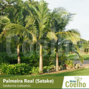 Palmeira Real Satake