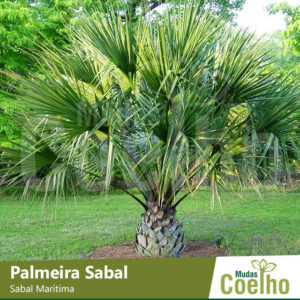Palmeira Sabal