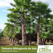 Palmeira Whingtonia de Saia