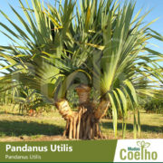 Pandanus Utilis