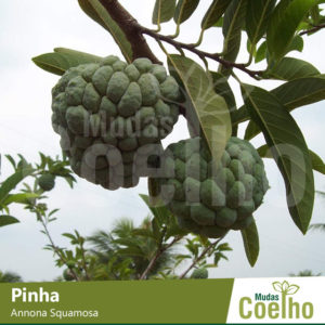 Pinha